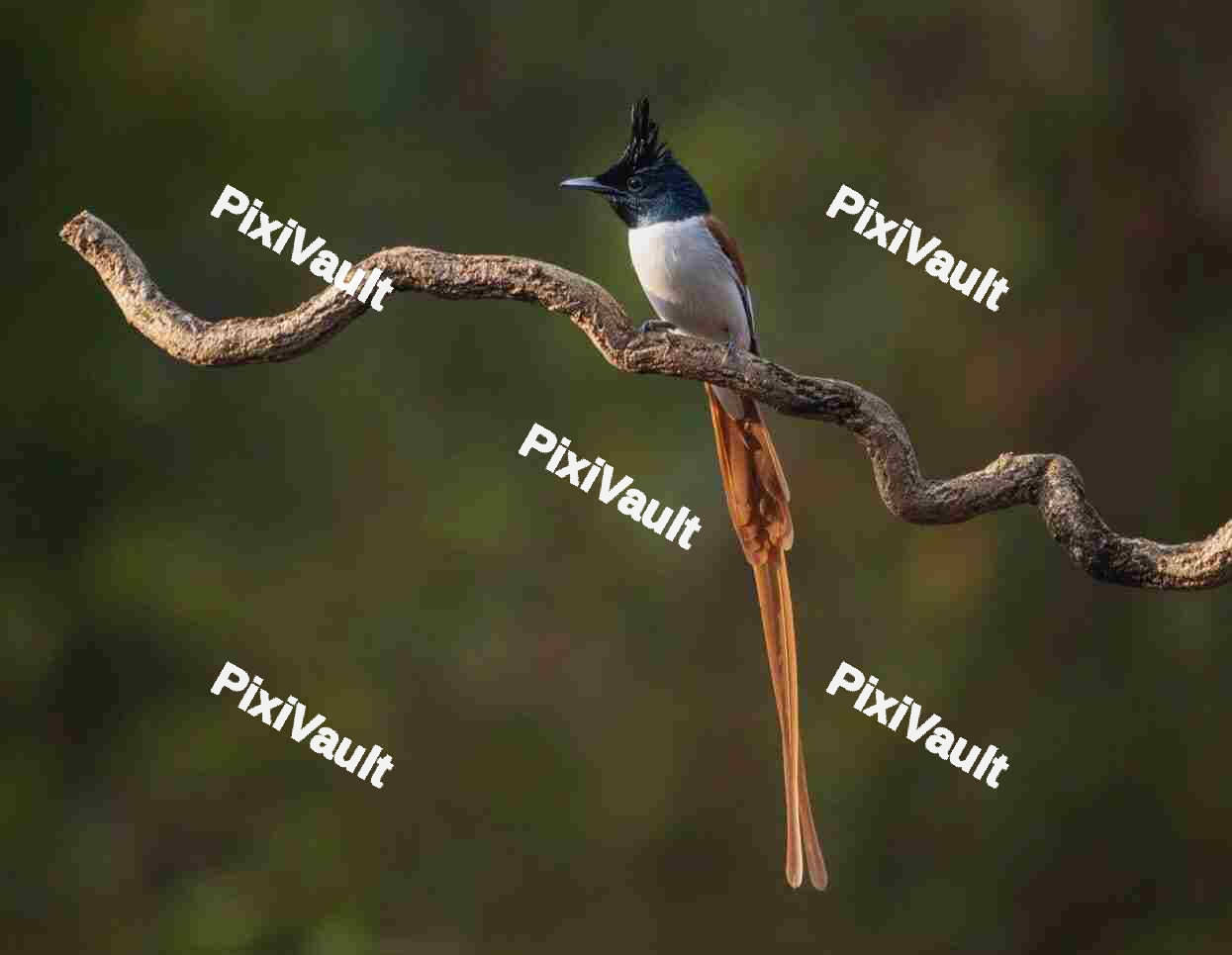 Indian paradise flycatcher